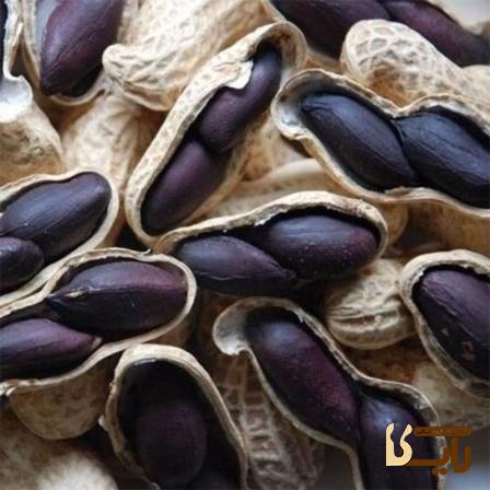 معرفی بادام زمینی سیاه + بهترین قیمت خرید